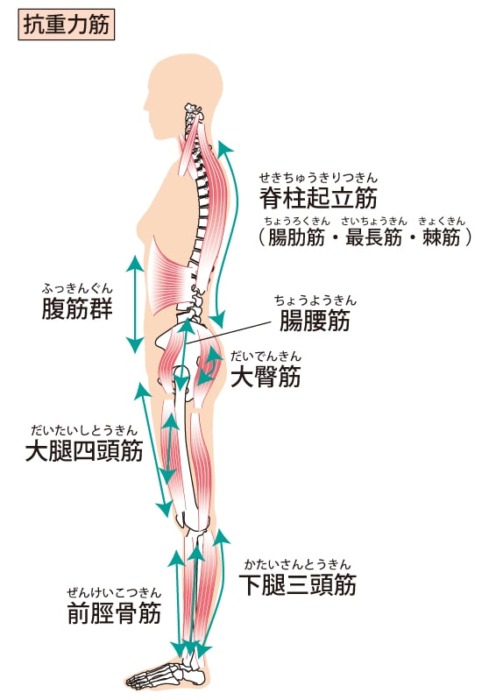脊柱起立筋解剖図