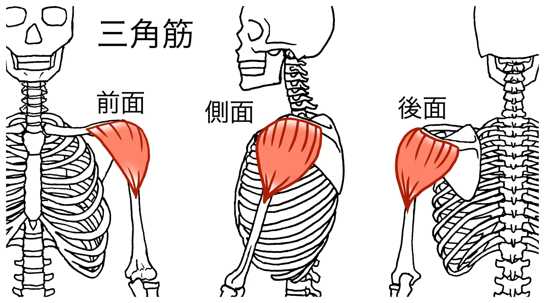 shoulder anotomy