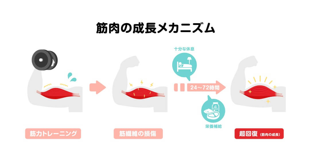 Muscle Growth Mechanism