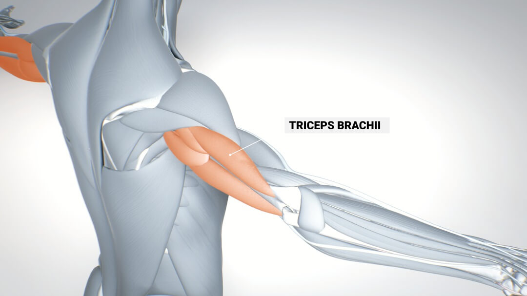 triceps-brachii-muscle