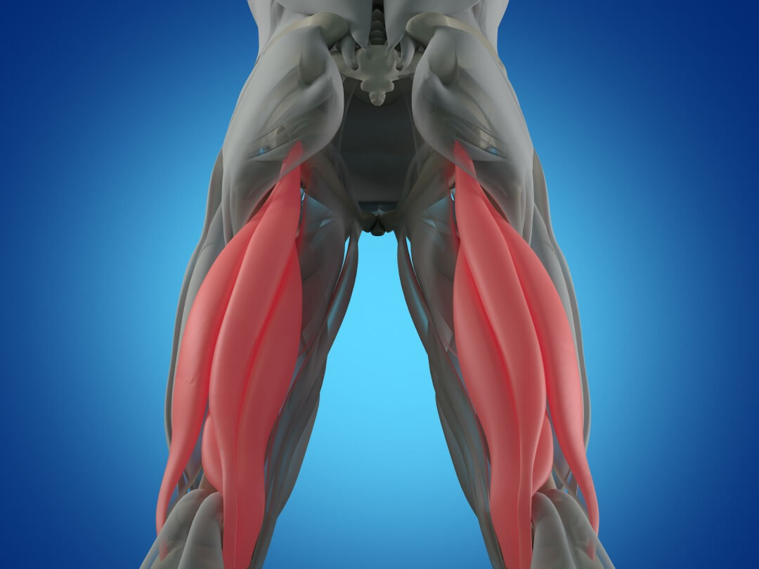 Hamstring Muscles2