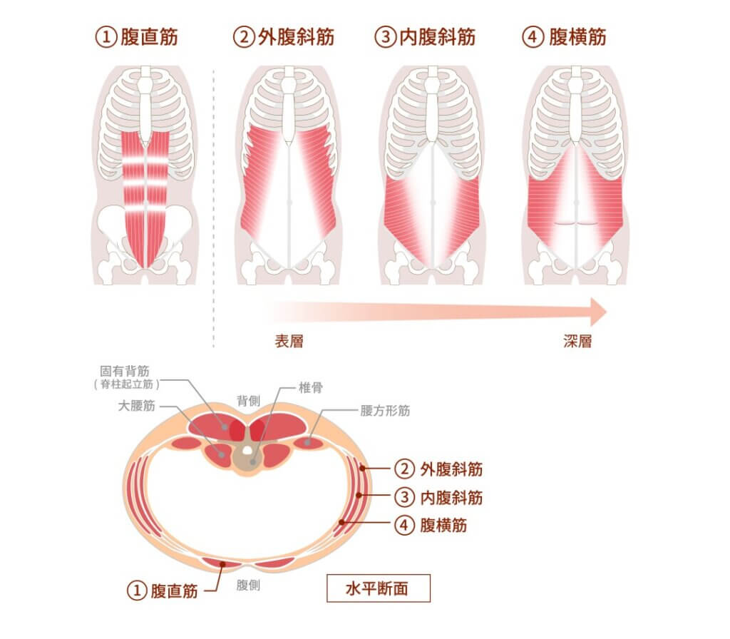 腹筋の解剖図