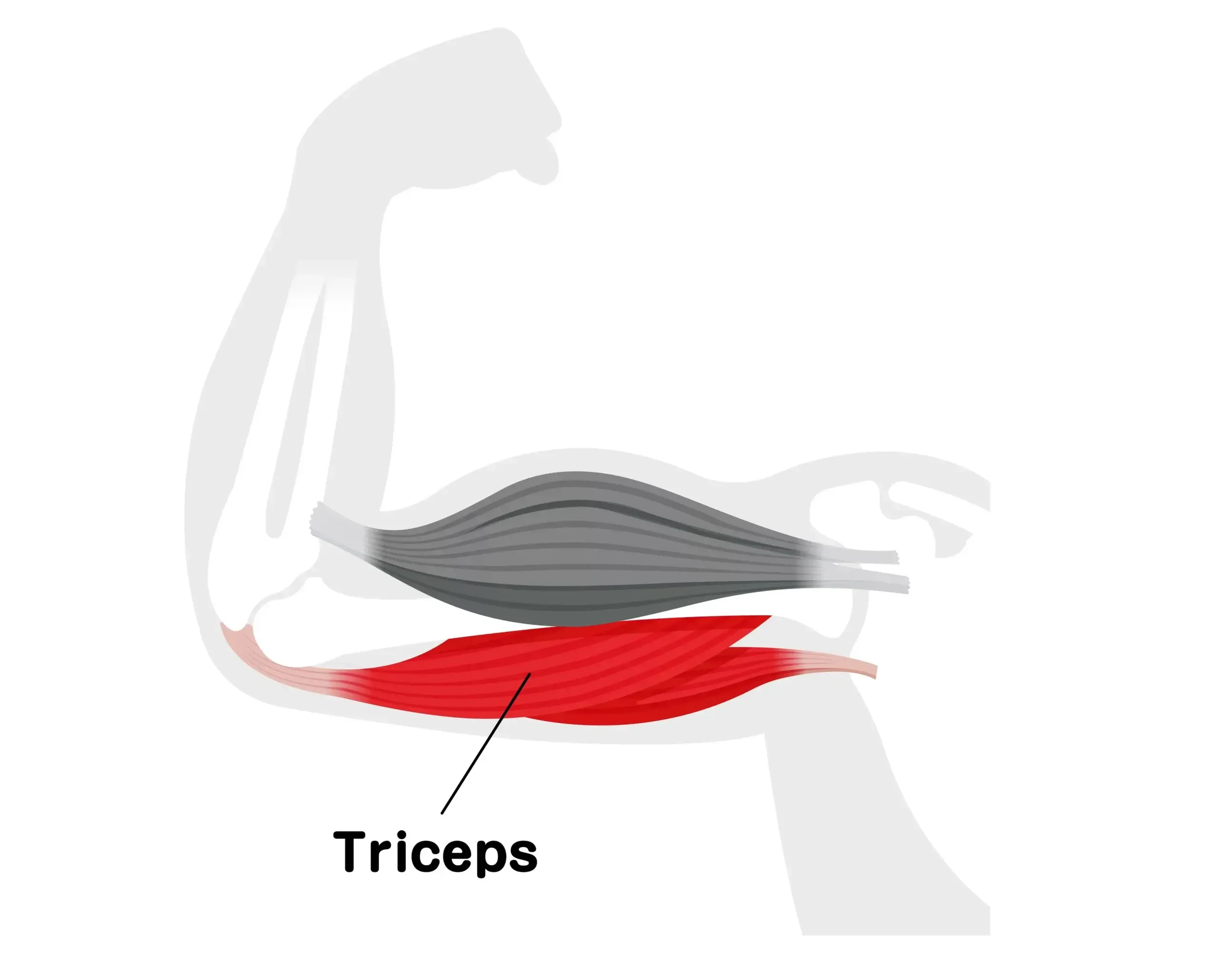 triceps brachii